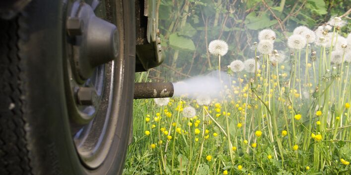 Pusteblumen am Wegesrand werden von Abgasen aus einem Autoauspuff eingenebelt