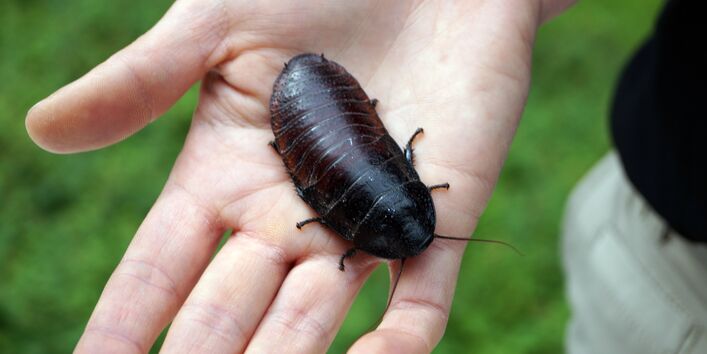 Ein Mensch hat eine Fauchschabe auf der Hand. Sie ähnelt einer Kellerassel, ist aber fast so groß wie ein Handteller.