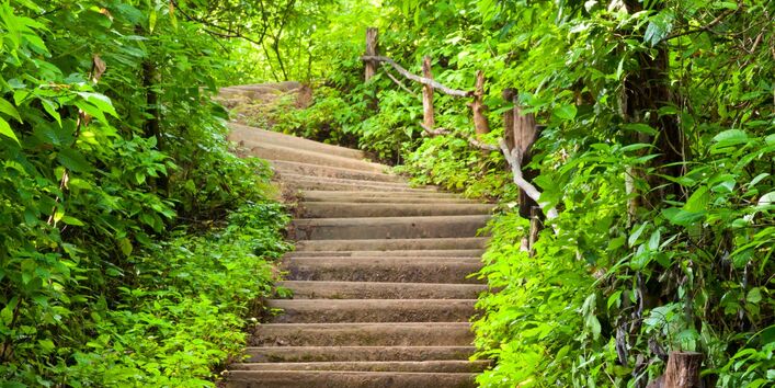 Treppe aufwärts durch einen dichten grünen Laubwald