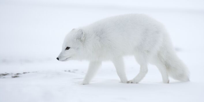 Polarfuchs auf der Jagd
