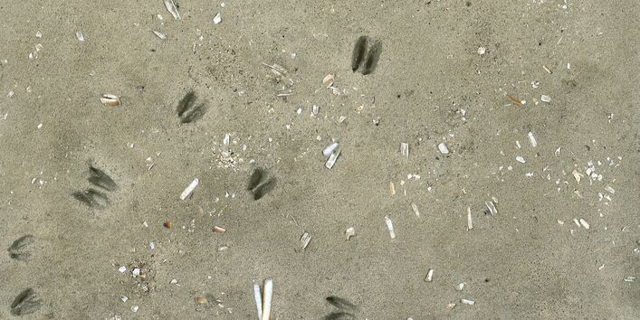 Nahaufnahme: Sandboden mit einigen Muscheln und Pflanzenresten