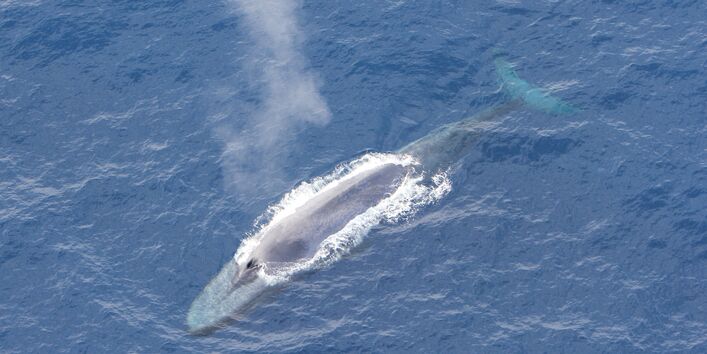 blue whale in the ocean