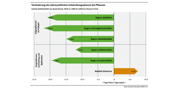 Die Abbildung zeigt, dass im linearen Mittel der Beginn der Blüte der betrachteten Pflanzen im Jahr 2024 etwa 11 bis 21 Tage früher ist als noch im Jahr 1960. Gleichzeitig fällt auch das Laub der Stieleichen inzwischen über 7 Tage später. Die Vegetationsperiode wird also immer länger.