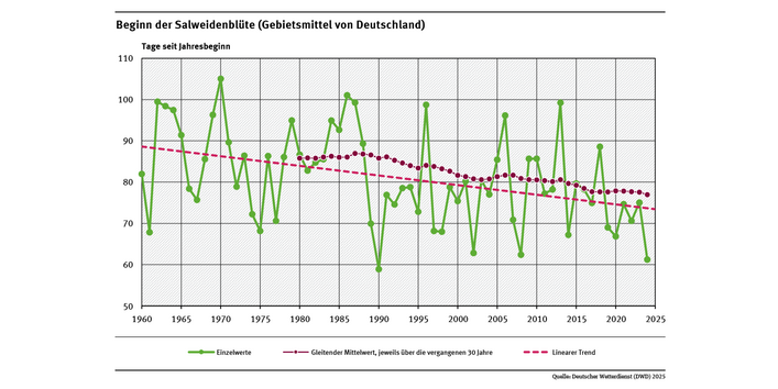 Das Liniendiagramm zeigt den Zeitpunkt des Blühbeginns der Salweide (Tage ab Jahresbeginn, Gebietsmittel für Deutschland) in den Jahren seit 1960. Der lineare Trend zeigt, dass sich der Zeitpunkt tendenziell in Richtung Jahresbeginn verschiebt. 