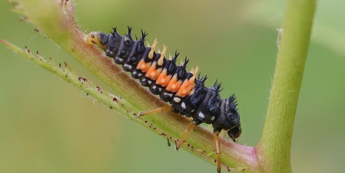 Larve eines Asiatischen Marienkäfer sitzt auf einem Stängel