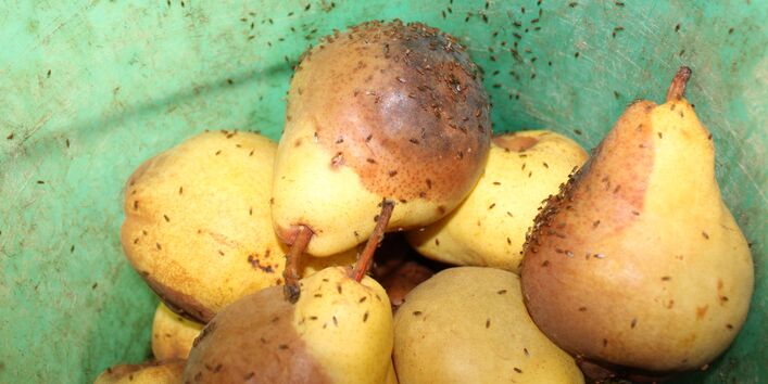 Fruchtfliegen auf faulenden Birnen