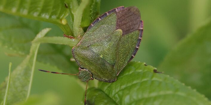 Grüne Stinkwanze auf einem grünen Blatt