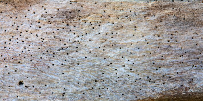 ein Stück Holz mit Löchern verusacht durch einen Befall mit dem Holzwurm