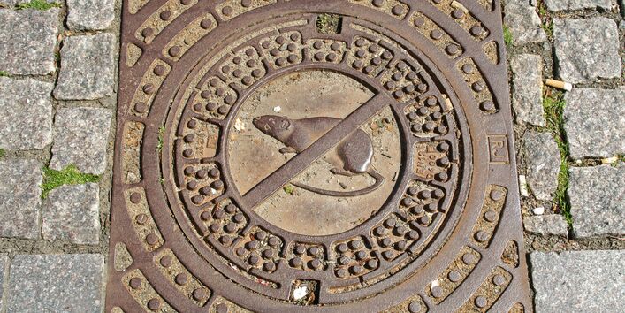 Kanaldeckel mit Grafik einer durchgestrichenen Ratte