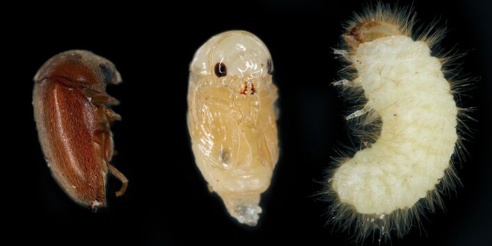 nebeneinander sind die Entwicklungsstadie eines Tabakkäfers auf schwarzem Hintergrund zu sehen: links der erwachsene Käfer, in der Mitte eine Puppe, rechts die Larve