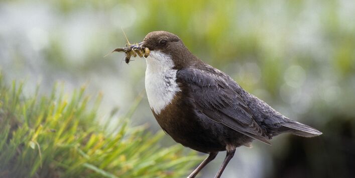 Eine Wasseramsel, die auf einem Stein sitzt und einige Maden im Schnabel hält