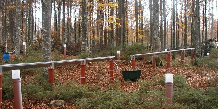 Forellenbach Beech in autumn