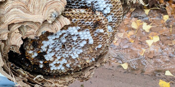 Asiatische Hornisse: Nesttilgung