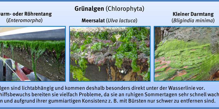 Grünalgen