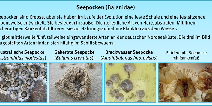 Bewuchsatlas: Seepocken