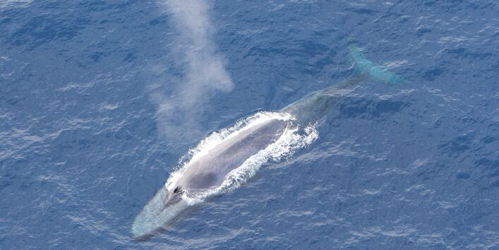 blue whale