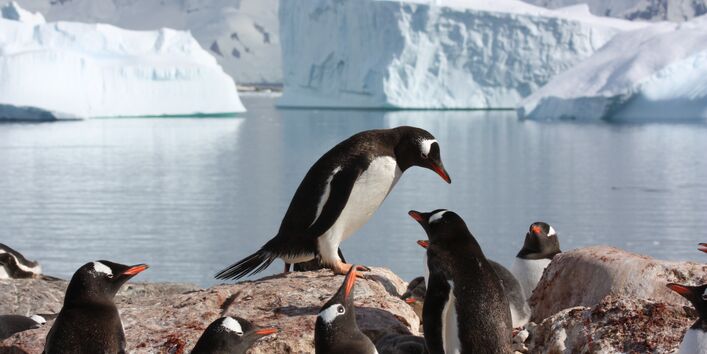 Eine Gruppe Pinguine sitzt und steht auf einem Erdhügel. Dahinter ist Wasser auf dem Eisberge schwimmen. Im Hintergrund ist ein schnee- und eisbedecktes Gebirge. 