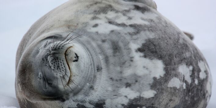 A thick layer of fat beneath the skin protects against the cold. 