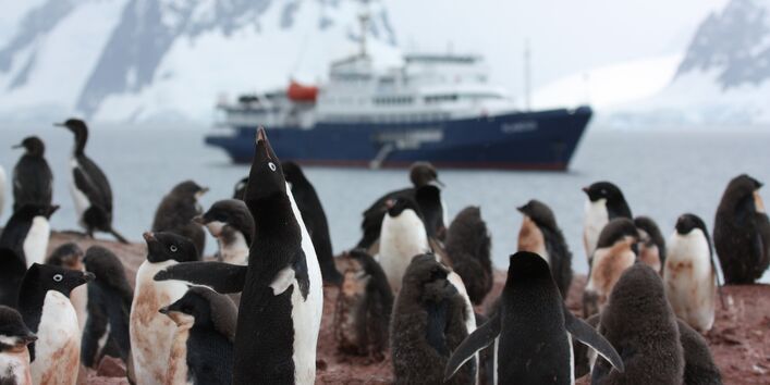 Sehr nah sieht man eine Gruppe von Pinguinen auf einem steinigen Küstenabschnitt stehen. Im Hintergrund fährt ein Schiff vorbei.