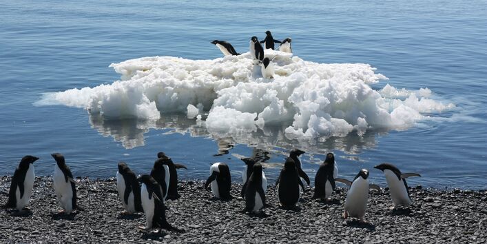 Eine Gruppe Adeliepinguine steht am Wasser. Fünf weitere stehen auf einer nahen Eisscholle. 