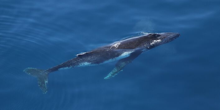 Humpback whales are the most talented of whales for they can generate several hundred diff. sounds