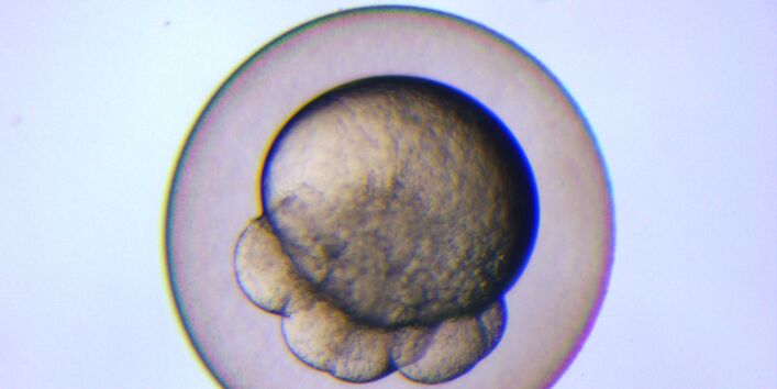 Ein rundes Fischei nach der Befruchtung. Es zeigt sich ein rundes Gebilde und angrenzende runde Formen.