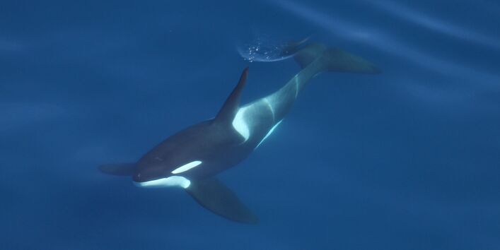 In the Antarctic orcas prefer to hunt other whales, seals or penguins.