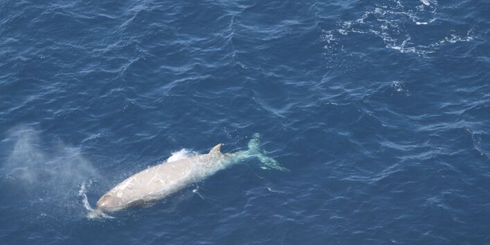 Southern bottle-nosed whales prefer the open seas and are only seldom found near the coast.