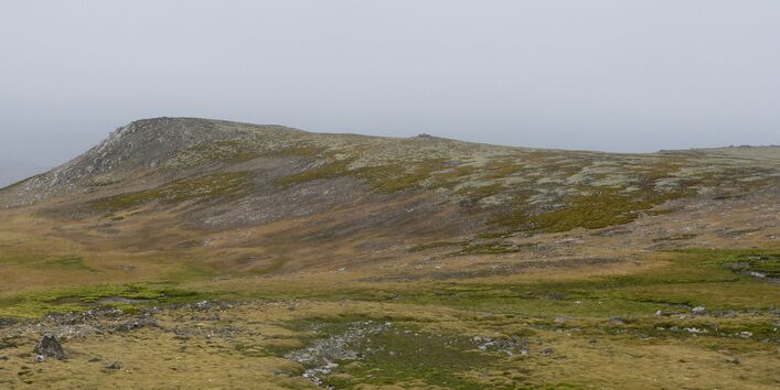 Auf einer weiten steinigen Fläche wächst dicht grün-braunes Moos und Flechten. Es ist kein Eis zu sehen. Der Himmel ist düster. 