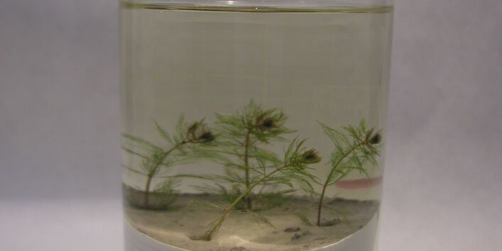 Ein paar Exemplare des Ährigen Tausendblattes in einem Testgefäß. Dieses ist mit Sediment und Wasser gefüllt. 