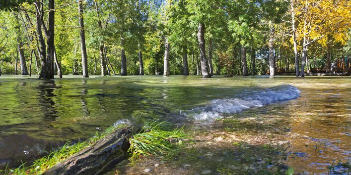 The picture shows a flooded deciduous forest. In the foreground there is a tree trunk lying on the ground.