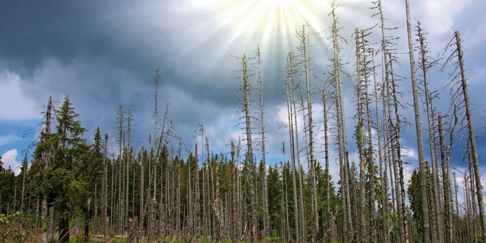 The picture shows a slope with a dense stand of coniferous trees. There are dead spruce trees visible in the foreground. The sun is shining in between dark-grey clouds. 