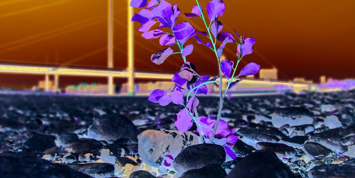 The picture shows the dry, stony riverbed of the Rhine near Düsseldorf. A modern bridge is visible in the background. Young trees are growing in the foreground in among the stones covering the riverbed. 