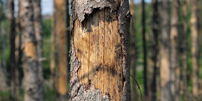 The picture shows a damaged spruce tree; its bark has come off in places. 