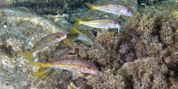 The picture shows several sardines swimming along the bottom of the sea. Below and behind the fish it is possible to see rocks and aquatic plants.