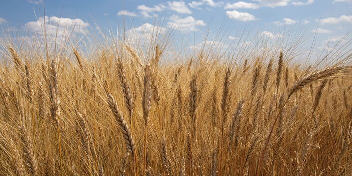 The picture shows the ripe ears of durum wheat plants in sunny weather.  