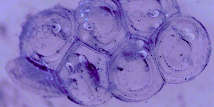 The picture shows herring spawn. It is possible to see six transparent eggs adhering to each other, with larvae inside.