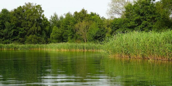 Lake with shoreline vegetation