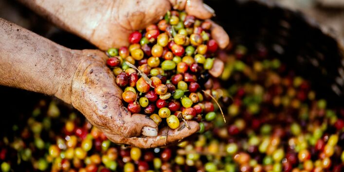 Kaffebohnen werden gepflückt