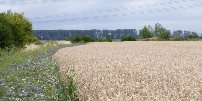 Das Bild zeigt einen Blühstreifen am Ackerrand mit Wildblumen neben einem Weizenfeld
