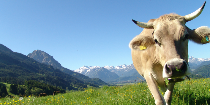 Rind auf einer Bergweide