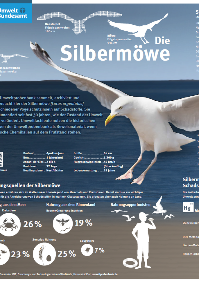 Plakat über die Silbermöwe mit Texten und Bildern