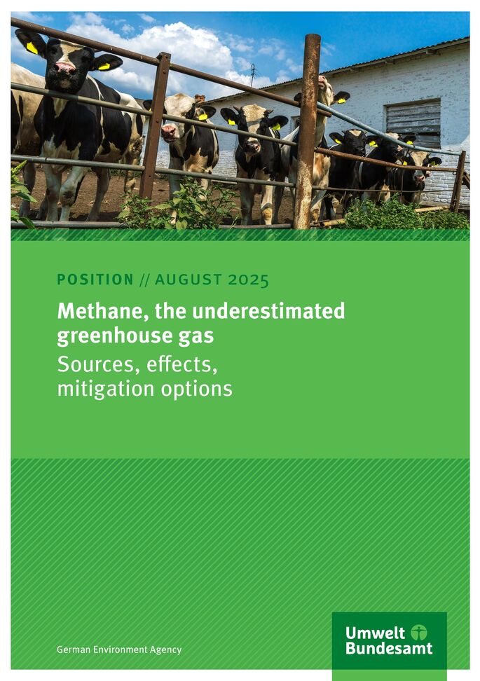 Kühe in einem Gehege