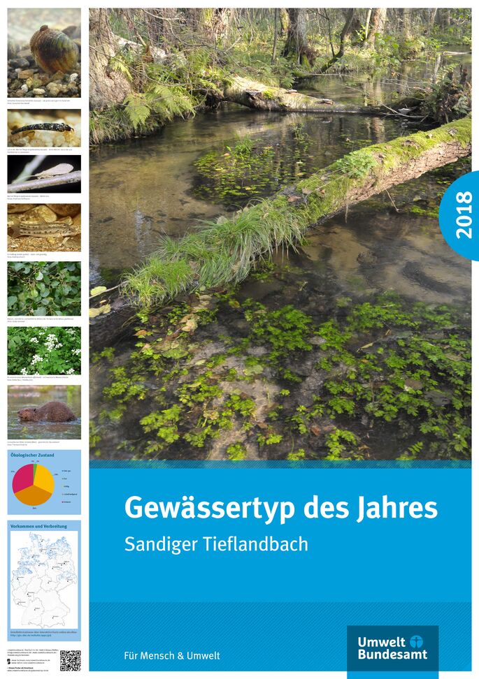 Sandiger Tieflandbach in einem Wald