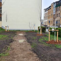 Das Bild zeigt die Pflanzaktion der Klimabäume durch die kommunale Grünpflegefirma.