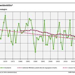 Das Liniendiagramm zeigt den Zeitpunkt des Blühbeginns der Salweide (Tage ab Jahresbeginn, Gebietsmittel für Deutschland) in den Jahren seit 1960. Der lineare Trend zeigt, dass sich der Zeitpunkt tendenziell in Richtung Jahresbeginn verschiebt. 