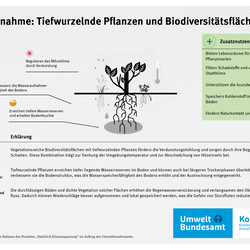 Infografik zur Maßnahme Tiefwurzelnde Pflanzen und Biodiversitätsflächen: Tiefwurzelnde Vegetation verbessert die Wasserspeicherung im Boden, kühlt durch Verdunstung das Mikroklima, erhöht die Resilienz gegenüber Trockenheit und Starkregen und stärkt zugleich Biodiversität sowie Kohlenstoffbindung.