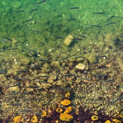 Schwarm Forellen in einem Fluss