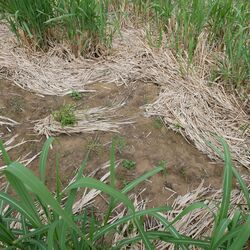 Starkregen im Mai 2024 (60 L innerhalb 1 Stunde), frisch austreibender Miscanthus stoppt trotzdem den Oberflächenabfluss hangabwärts