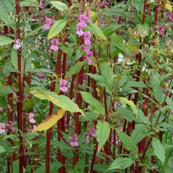 Pflanze mit langen Stängeln und pinken Blüten